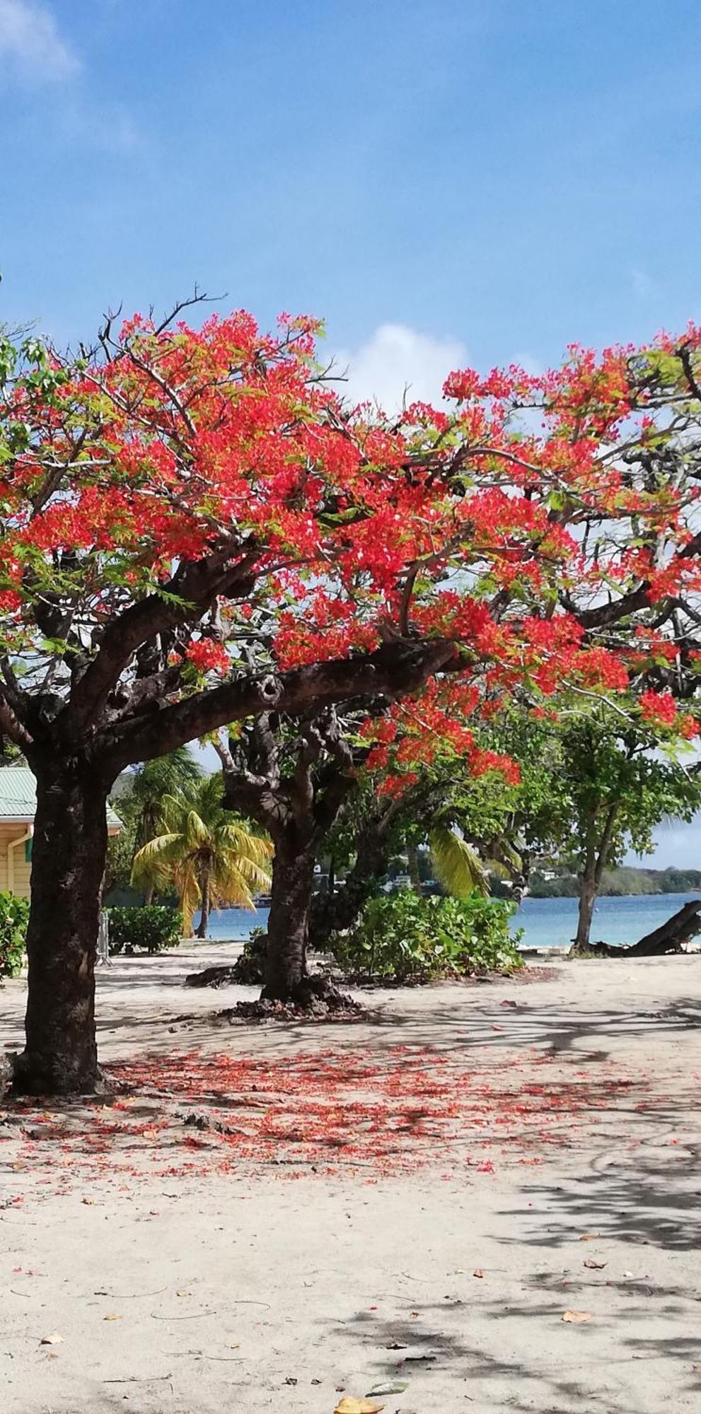 Bigouz Residence La Plage De L'Anse Caritan Сент-Ан Екстериор снимка
